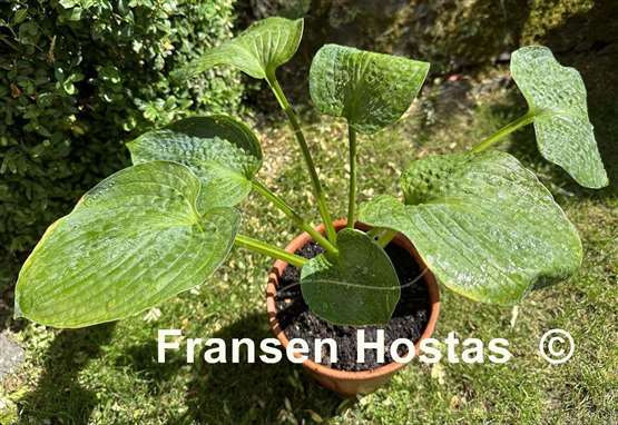 Hosta Picasso's Blue Period